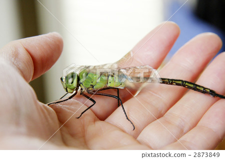 ANAX帕泰諾佩朱利葉斯 2873849