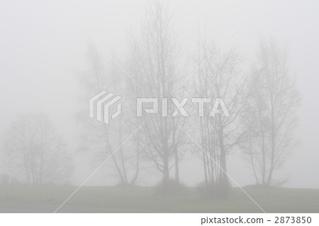 Park of thick fog 2873850