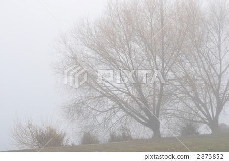 Park of thick fog 2873852