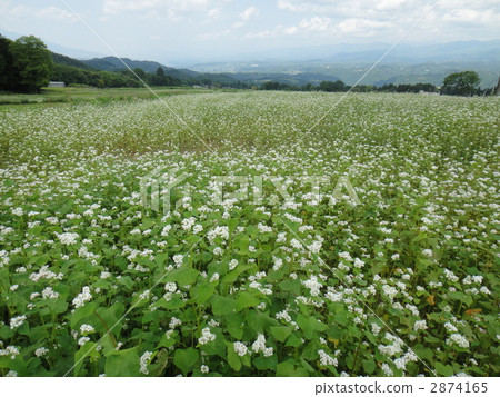 Shimojo村的蕎麥田 2874165