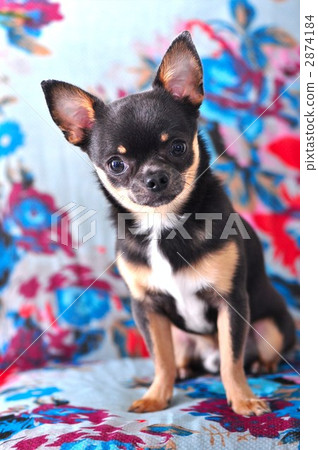 短而貼的毛 坐 坐下 2874184