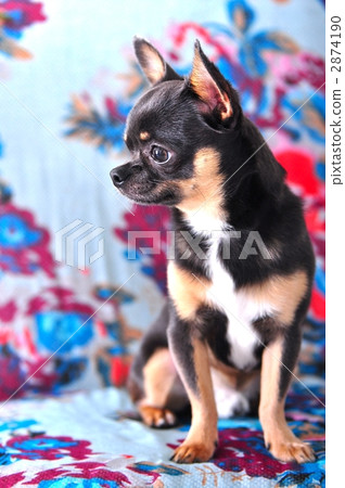 坐 坐下 短而貼的毛 2874190