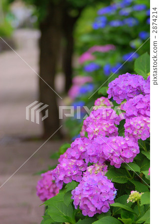 Hydrangea in the promenade 2874214