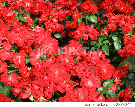 City of Birmingham 2874244