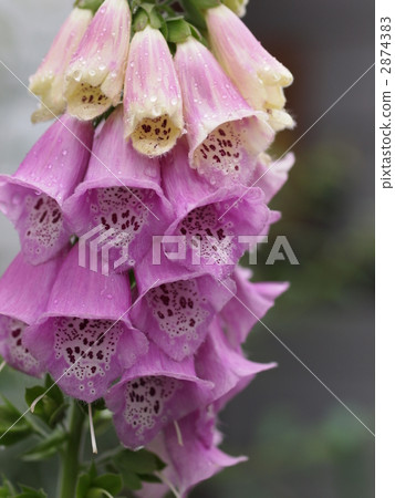 Digitalis flowers 2874383