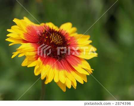 Tenguiku flower 2874396