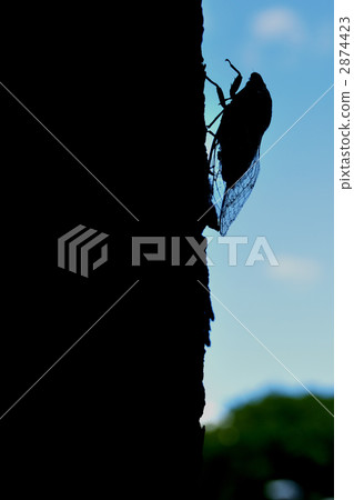 夏日日記 夏日日記 2874423