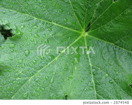 Leaves of rain 2874548