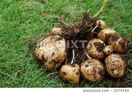 Freshly digged potato 2874584