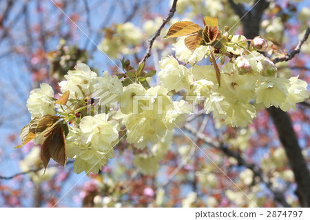 Depression golden cherry tree 2874797