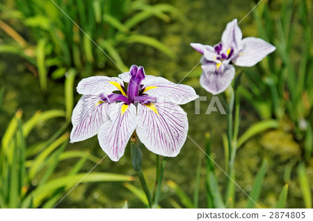 An indigo pulse enters the white background and the core is dyed indigo violet. 6 iris iris An indigo pulse enters the white background and the core is dyed indigo violet. 6 iris iris 2874805