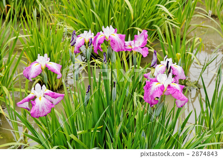 White-reddish purple flower iris and hail toe 2874843