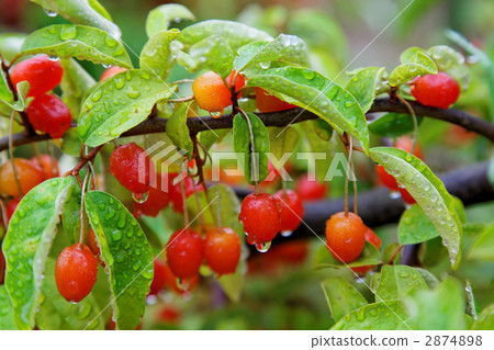Dusky rainy wet wet dark orange gummy fruit and water drops 2874898