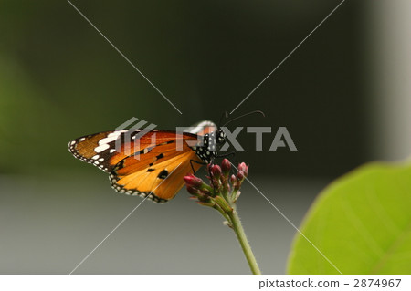 金斑蝶 2874967