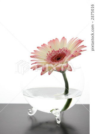 非洲菊/克拉單輪醬 2875016