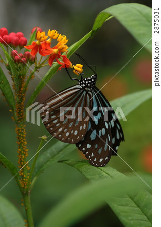 Ryukyu Asagi Madara who tits in a cod roe 2875031