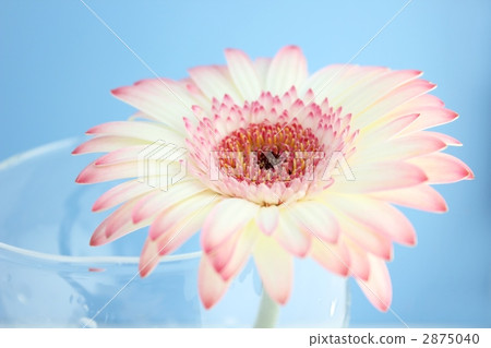 非洲菊/克拉單輪醬 2875040