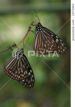 Ryukyu Asagi Madara 2 animals 2875065