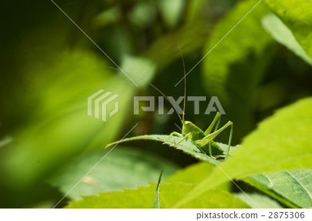 Grasshopper larva Grasshopper larva 2875306
