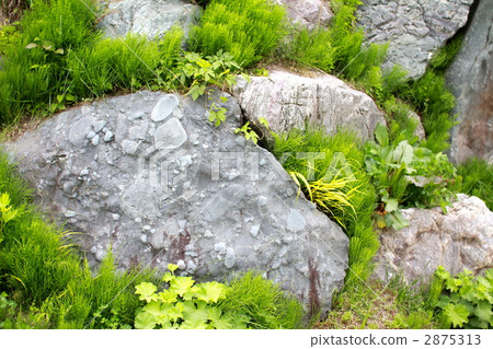 花園大石頭之間生長的草 2875313
