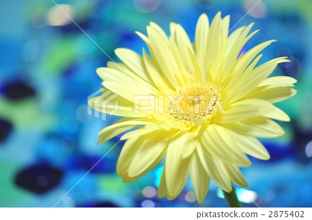 Gerbera 2875402