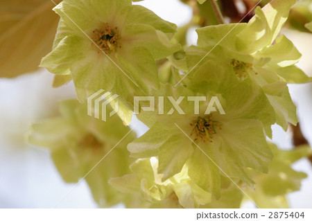 Gyoikou Sakura Gyoikou Sakura 2875404