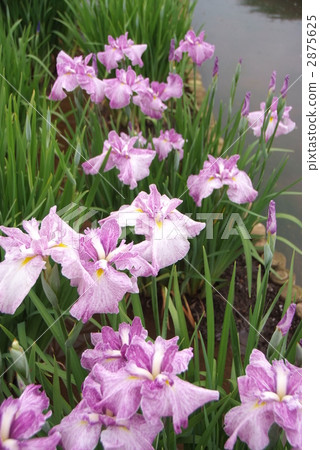 Iris 2875625