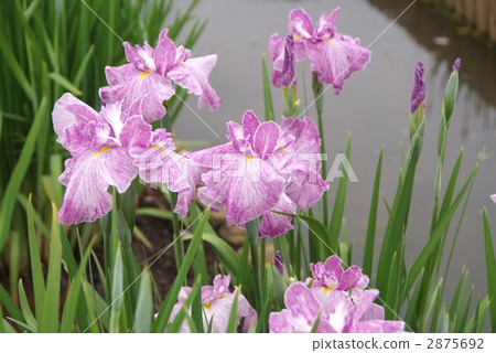 Iris Iris 2875692