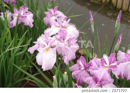Iris Iris 2875707