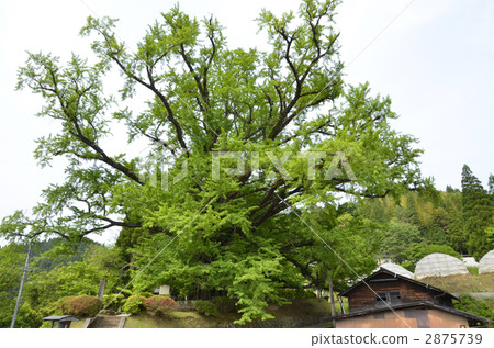Shimousca的Great Ginkgo 2875739
