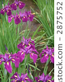 鳶尾花 2875752