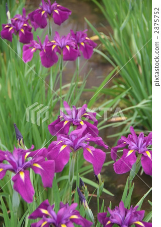 Iris 2875752
