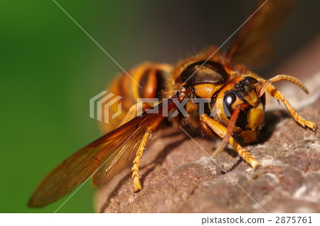 蜜蜂 八 8 2875761