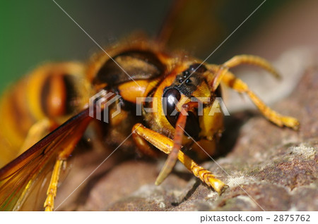 yellow hornet, dangerous, risk 2875762