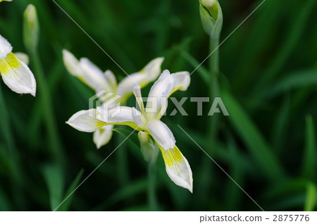 可憐的 冷靜 平靜 2875776