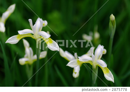 可憐的 冷靜 平靜 2875778