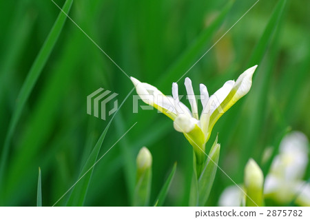 鳶尾 花朵 花 2875782