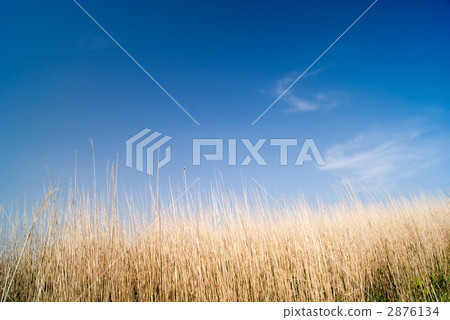 Susuki of the Iwao Plateau 2876134