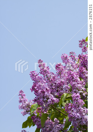 Lilac and blue sky 2876151