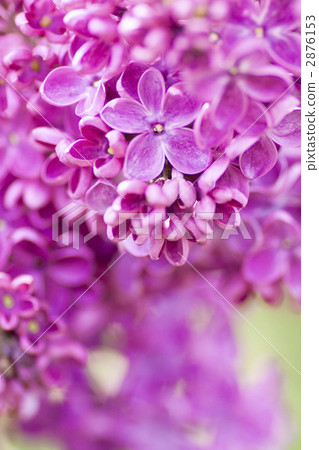 Lucky Lilac Lucky Lilac 2876153