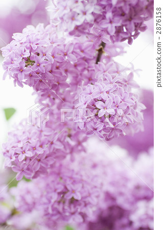 粉紅色的丁香 粉紅色的丁香 2876158