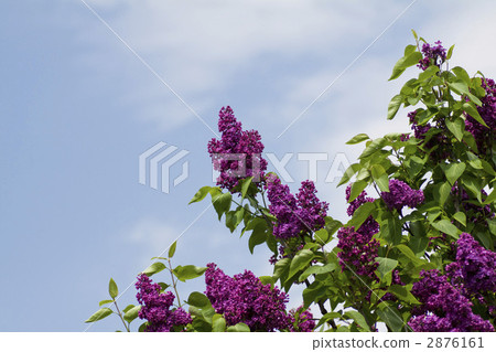 Lilac and blue sky 2876161