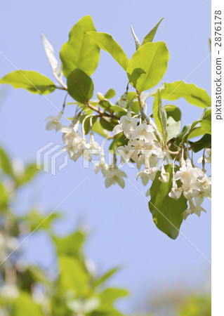 夏天軟糖花。 2876178