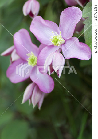 Clematis 2876185