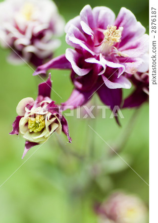 雙花Odamaki 2876187