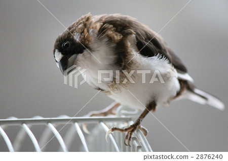 十姐妹（平均） 2876240