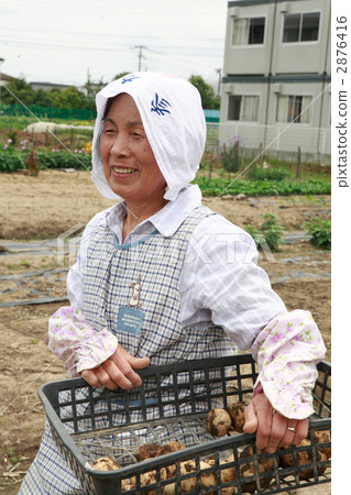 馬鈴薯和高級女性 2876416