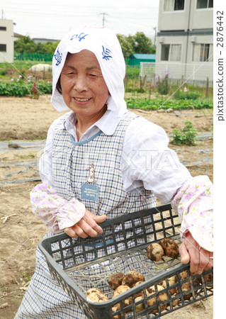 Potato and senior women Potato and senior women 2876442