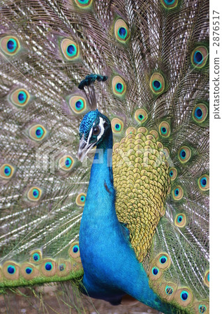 Peacock 2876517