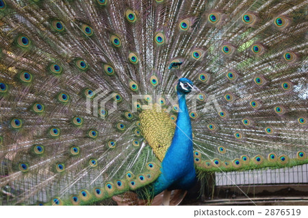 Peacock Peacock 2876519